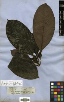 Type specimen at Edinburgh (E). Spruce, Richard: 2578. Barcode: E00504634.