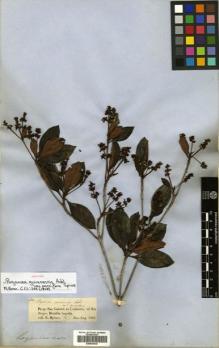 Type specimen at Edinburgh (E). Spruce, Richard: 2260. Barcode: E00504635.