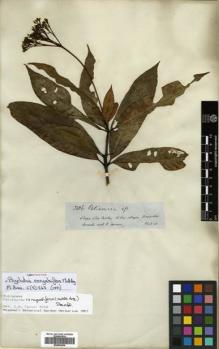 Type specimen at Edinburgh (E). Spruce, Richard: 3486. Barcode: E00504636.