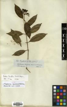 Type specimen at Edinburgh (E). Spruce, Richard: 3343. Barcode: E00504638.