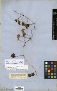 Type specimen at Edinburgh (E). Spruce, Richard: 2285. Barcode: E00504639.