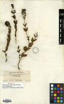 Type specimen at Edinburgh (E). Riedel, Ludwig: 1519. Barcode: E00504641.