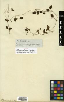 Type specimen at Edinburgh (E). Spruce, Richard: 3524. Barcode: E00504642.