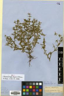 Type specimen at Edinburgh (E). Spruce, Richard: . Barcode: E00504645.