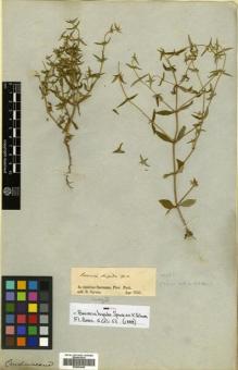 Type specimen at Edinburgh (E). Spruce, Richard: . Barcode: E00504646.