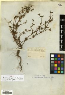 Type specimen at Edinburgh (E). Sellow, Friedrich: . Barcode: E00504647.