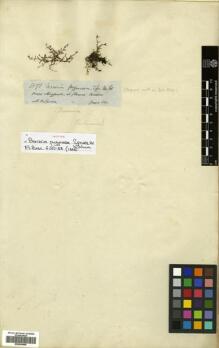 Type specimen at Edinburgh (E). Spruce, Richard: 3598. Barcode: E00504648.