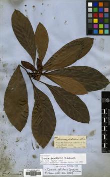 Type specimen at Edinburgh (E). Spruce, Richard: 2177. Barcode: E00504652.