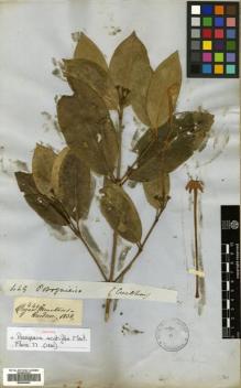 Type specimen at Edinburgh (E). Gardner, George: 449. Barcode: E00504653.