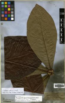 Type specimen at Edinburgh (E). Spruce, Richard: 1320. Barcode: E00504654.