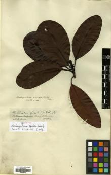 Type specimen at Edinburgh (E). Spruce, Richard: 3322. Barcode: E00504655.