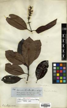 Type specimen at Edinburgh (E). Spruce, Richard: 3131. Barcode: E00504658.