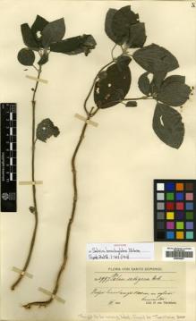 Type specimen at Edinburgh (E). von Türckheim, Hans: 2997. Barcode: E00504667.