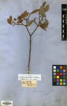 Type specimen at Edinburgh (E). Gardner, George: 4676. Barcode: E00504668.