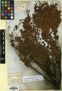 Type specimen at Edinburgh (E). Martius, Carl: 47. Barcode: E00504671.