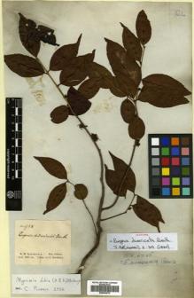Type specimen at Edinburgh (E). Schomburgk, Robert: 958. Barcode: E00504672.
