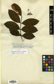 Type specimen at Edinburgh (E). Spruce, Richard: 3770. Barcode: E00504673.