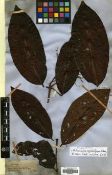 Type specimen at Edinburgh (E). Spruce, Richard: 1828. Barcode: E00504675.