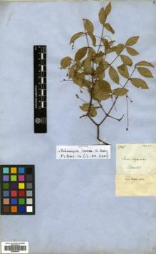 Type specimen at Edinburgh (E). Blanchet, Jacques: 2786. Barcode: E00504676.