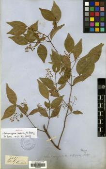 Type specimen at Edinburgh (E). Gardner, George: 2607. Barcode: E00504682.