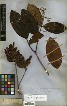Type specimen at Edinburgh (E). Gardner, George: 758. Barcode: E00504684.
