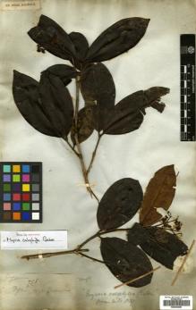 Type specimen at Edinburgh (E). Gardner, George: 758. Barcode: E00504685.