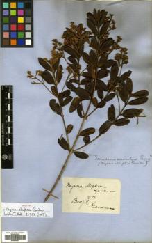 Type specimen at Edinburgh (E). Gardner, George: 415. Barcode: E00504687.