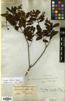 Type specimen at Edinburgh (E). Gardner, George: 415. Barcode: E00504688.