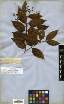 Type specimen at Edinburgh (E). Spruce, Richard: 1904. Barcode: E00504689.