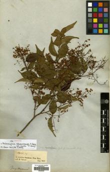 Type specimen at Edinburgh (E). Spruce, Richard: 12. Barcode: E00504690.