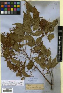 Type specimen at Edinburgh (E). Spruce, Richard: 12. Barcode: E00504691.