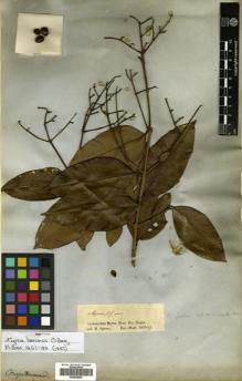 Type specimen at Edinburgh (E). Spruce, Richard: 8. Barcode: E00504693.