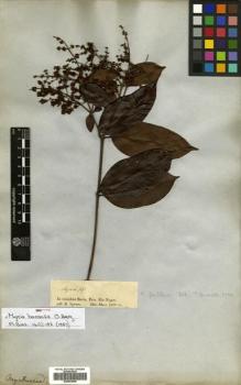 Type specimen at Edinburgh (E). Spruce, Richard: 8. Barcode: E00504694.