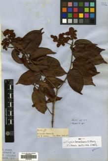 Type specimen at Edinburgh (E). Spruce, Richard: 7. Barcode: E00504695.