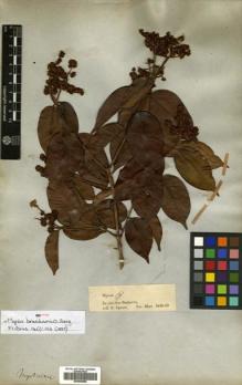 Type specimen at Edinburgh (E). Spruce, Richard: 7. Barcode: E00504696.