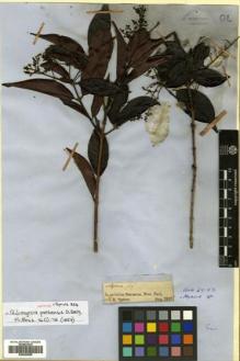 Type specimen at Edinburgh (E). Spruce, Richard: 13. Barcode: E00504698.