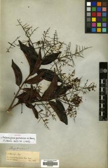Type specimen at Edinburgh (E). Spruce, Richard: 13. Barcode: E00504699.