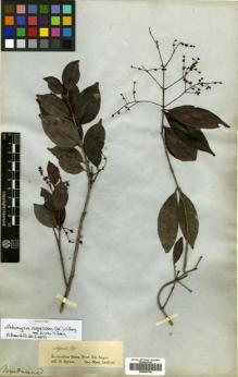 Type specimen at Edinburgh (E). Spruce, Richard: 15. Barcode: E00504700.