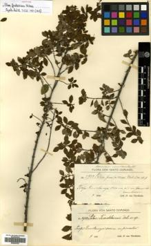 Type specimen at Edinburgh (E). von Türckheim, Hans: 2922. Barcode: E00504702.