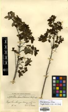 Type specimen at Edinburgh (E). von Türckheim, Hans: 2922. Barcode: E00504703.