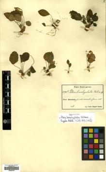Type specimen at Edinburgh (E). Fuertes, Miguel: 1590B. Barcode: E00504706.