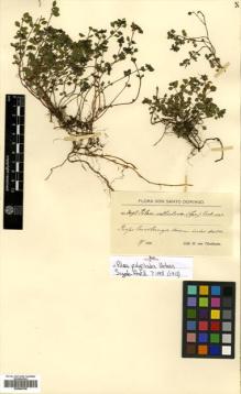 Type specimen at Edinburgh (E). von Türckheim, Hans: 3093. Barcode: E00504708.