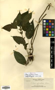 Type specimen at Edinburgh (E). Elmer, Adolph: 11698. Barcode: E00504713.