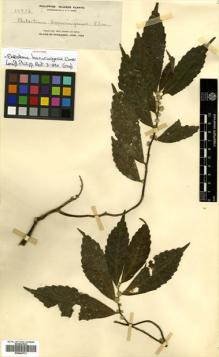 Type specimen at Edinburgh (E). Elmer, Adolph: 10916. Barcode: E00504731.