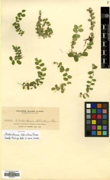 Type specimen at Edinburgh (E). Elmer, Adolph: 10343. Barcode: E00504733.