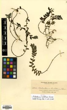 Type specimen at Edinburgh (E). Elmer, Adolph: 9829. Barcode: E00504734.