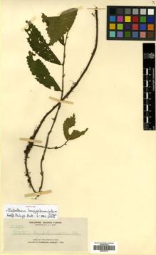 Type specimen at Edinburgh (E). Elmer, Adolph: 11593. Barcode: E00504736.