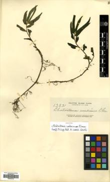 Type specimen at Edinburgh (E). Elmer, Adolph: 13831. Barcode: E00504739.