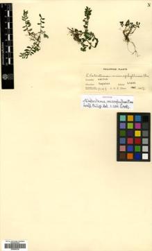 Type specimen at Edinburgh (E). Elmer, Adolph: 9149. Barcode: E00504740.