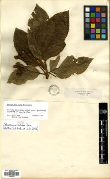 Type specimen at Edinburgh (E). Triana, Jose: 860. Barcode: E00504745.